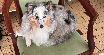 elvire pet sitter à LILLE 59000_1