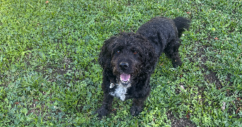 julia rose pet sitter à LE BREUIL SUR COUZE 63340_1