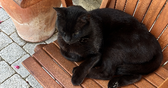 assya pet sitter à STRASBOURG 67200_1
