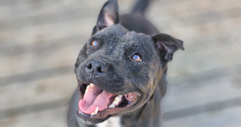 marlene pet sitter à AUNEAU BLEURY ST SYMPHORIEN 28700_103