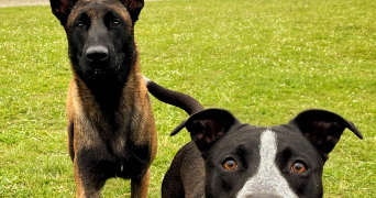 camille pet sitter à ALENCON 61000_5
