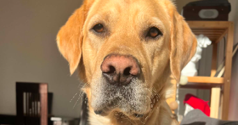 manon pet sitter à VERNEUIL SUR SEINE 78480_1