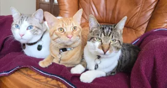 chloe pet sitter à MIRECOURT 88500
