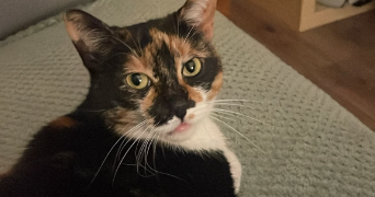 naima pet sitter à VERSONNEX 01210_1