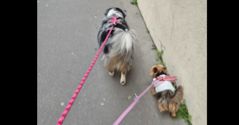 indra et meï-yan pet sitter à LYON 03 69003_6