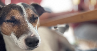 mohana pet sitter à POITIERS 86000_9