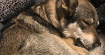 marie pet sitter à ETIVAL CLAIREFONTAINE 88480_2