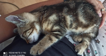 jade pet sitter à FOSSES 95470_3