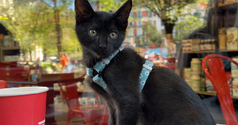 rowayda pet sitter à GRENOBLE 38100_2