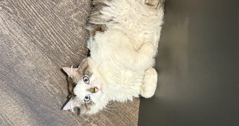 pauline pet sitter à TOULOUSE 31000_2