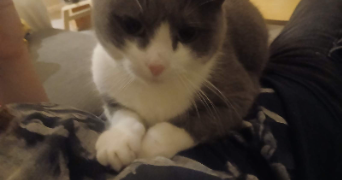 mélina pet sitter à STRASBOURG 67100_4