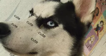 pauline pet sitter à TINQUEUX 51430