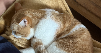 maurane pet sitter à CASTELNAU LE LEZ 34170_3