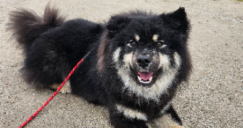 simone dog sitter à ST LOUIS 68300_1