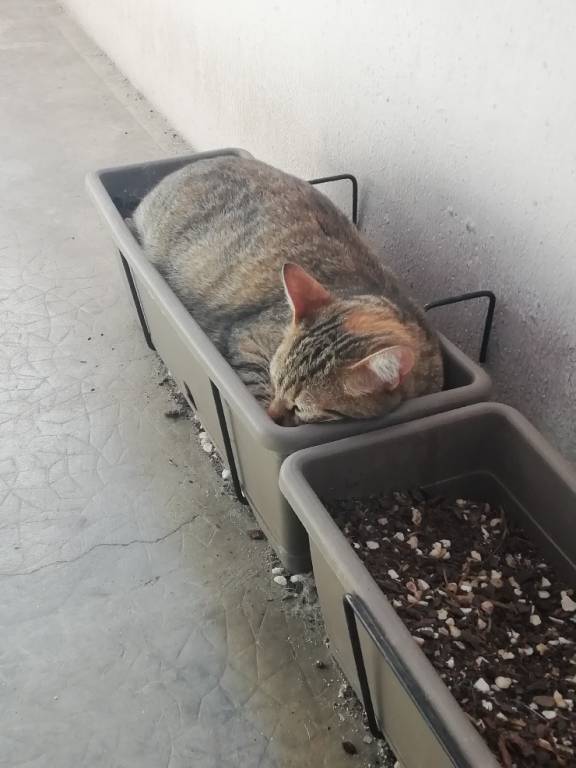 nina pet sitter à Bordeaux 33100_2