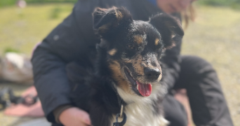 laurine pet sitter à FAUMONT 59310_3