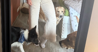 pauline pet sitter à CURZAY SUR VONNE 86600_3
