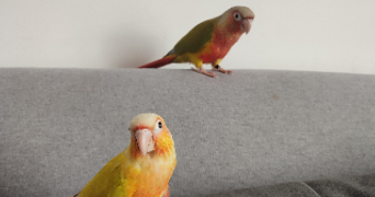 lea pet sitter à BEAUVALLON 26800_5
