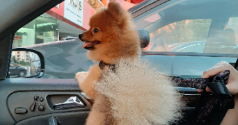 marie theresia pet sitter à STRASBOURG 67000_9