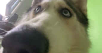 soline pet sitter à Lannion 22300_16