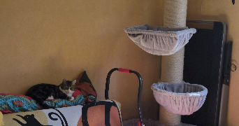 valerie pet sitter à Montpellier 34070_1