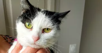 sophie pet sitter à COZES 17120