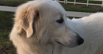 mallaury pet sitter à Saint-Martin-Des-Champs 29600_9