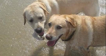 corinne pet sitter à CALAIS 62100_6