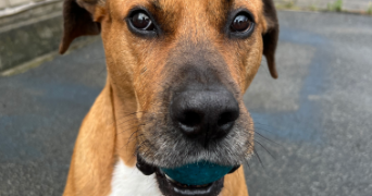 yanis dog sitter à MARGNY LES COMPIEGNE 60280_2