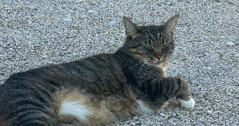 justine pet sitter à VILLERS BUZON 25170_1