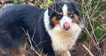 ines dog sitter à AUBORD 30620_0