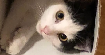 lucie cat sitter à PESSAC 33600_5