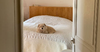 paloma pet sitter à LYON 01 69001_2