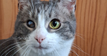 maxime pet sitter à MARQUISE 62250_2