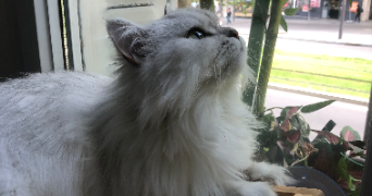 kenza pet sitter à PARIS 15 75015_3