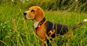 capucine dog sitter à JARZE VILLAGES 49140