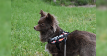 julien pet sitter à MAISONS ALFORT 94700_6
