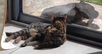 camille pet sitter à ST SAMSON LA POTERIE 60220_1