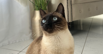 mellina pet sitter à CHALONS EN CHAMPAGNE 51000_1