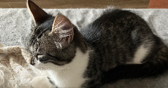 stéphanie pet sitter à Brest 29200_2