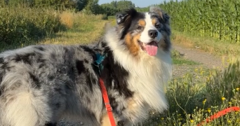 louna pet sitter à GOUVIEUX 60270_3