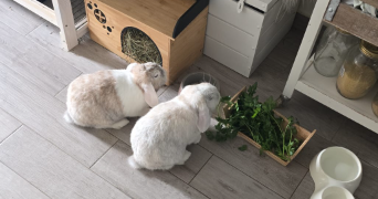 ingrid pet sitter à CHENNEVIERES SUR MARNE 94430_6