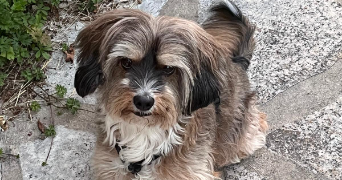 zacharie pet sitter à LYON 07 69007_1