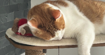 lisa pet sitter à EZANVILLE 95460_2