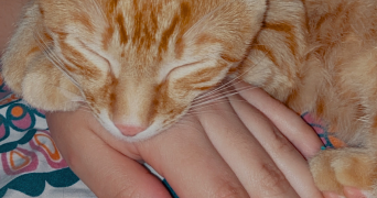 isabella pet sitter à VILLEURBANNE 69100_5