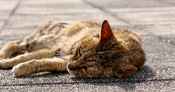 marie pet sitter à LIMAY 78520_4
