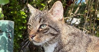 romane  pet sitter à BREST 29200_0