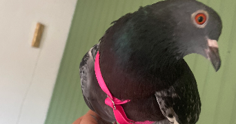 louba pet sitter à LA VOIVRE 88470_1