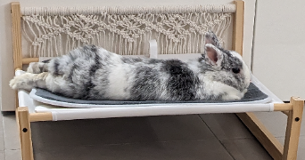 carole pet sitter à MONTPELLIER 34000_3