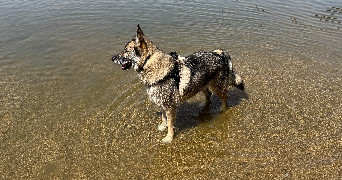 jean-marc pet sitter à CONQUES SUR ORBIEL 11600_3